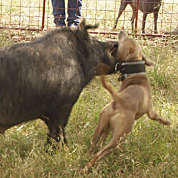 working blue lacy dogs