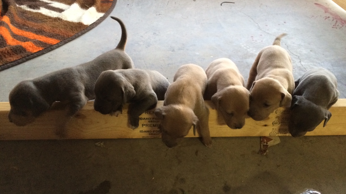 blue lacy puppy