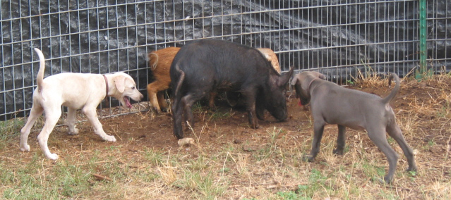 Lacy puppies working hogs